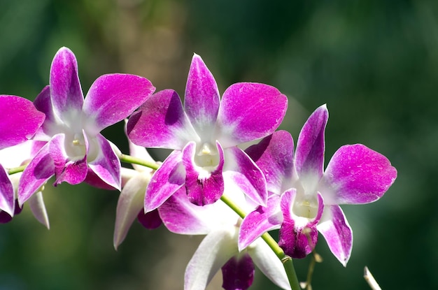 Orchidée