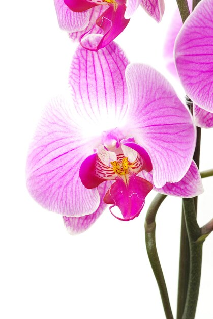 Orchidée