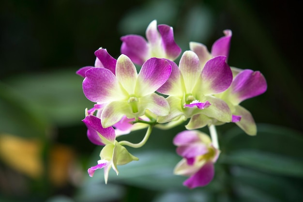 Orchidée