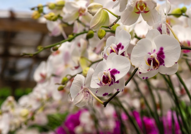 Orchidées blanches, communément appelées orchidées lunaires