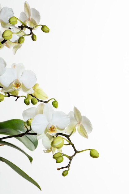 Photo orchidées blanches sur le côté