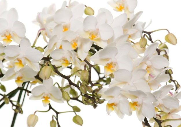 orchidées blanches en pot