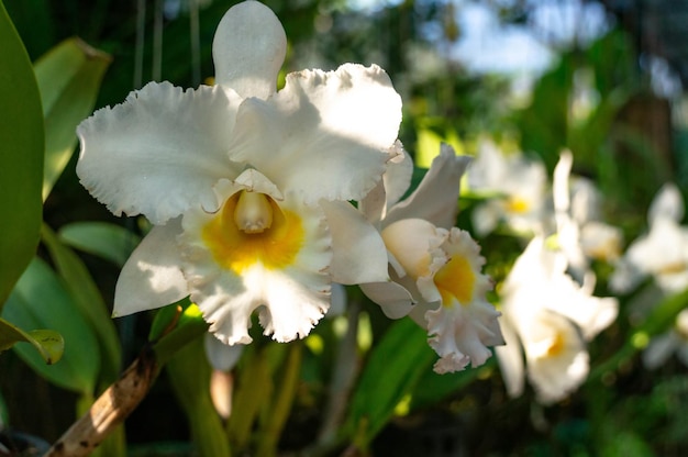 Orchidées blanches qui poussent en rang