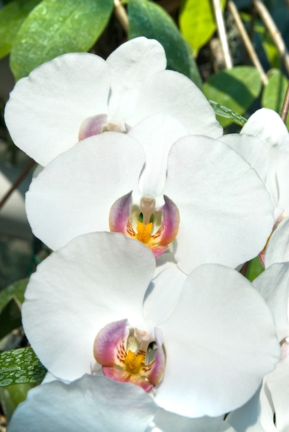 Orchidées blanches