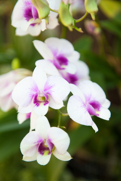 Orchidées blanches