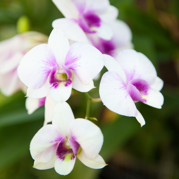 Orchidées blanches