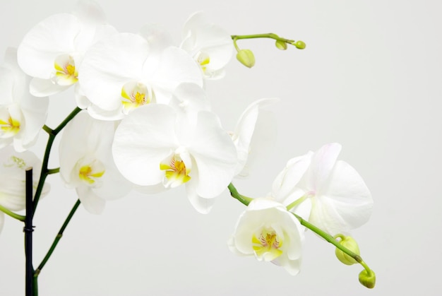 orchidées blanches