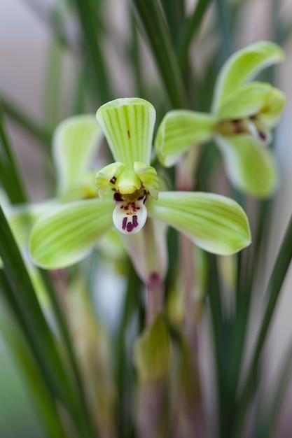 orchidées chinoises