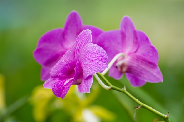 Orchidées colorées