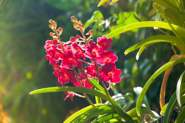Les orchidées de couleur rouge fleurissent sous un éclairage naturel en plein air sont des orchidées qui fleurissent dans le jardin