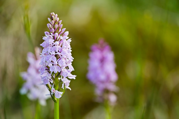 Orchidées dans les Hautes Fagnes Belgique