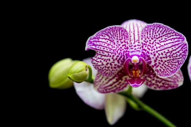 Les orchidées dans le jardin ont un fond noir.