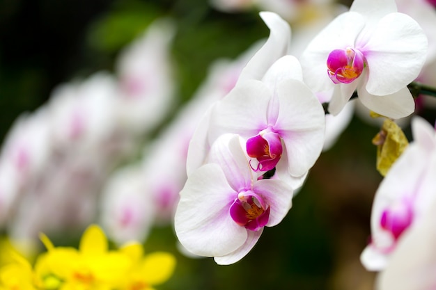 Orchidées dans le jardin