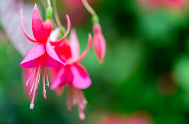 Orchidées dans la nature en Thaïlande, espace de copie.