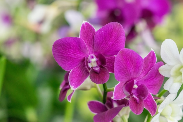 orchidées dendrobium pourpre