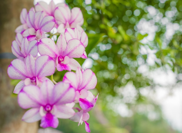 Orchidées Dendrobium