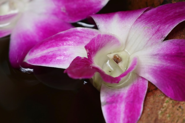 Orchidées fleurissent dans un pot d'eau