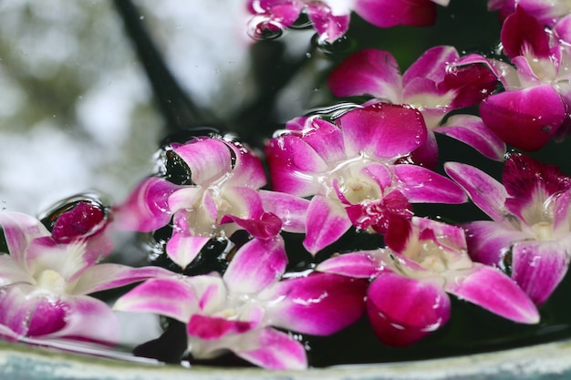 Orchidées fleurissent dans un pot d'eau