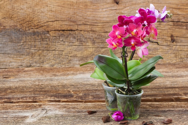 Orchidées à fleurs roses sur fond de bois avec espace copie