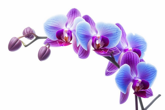 Orchidées sur fond blanc avec un fond blanc