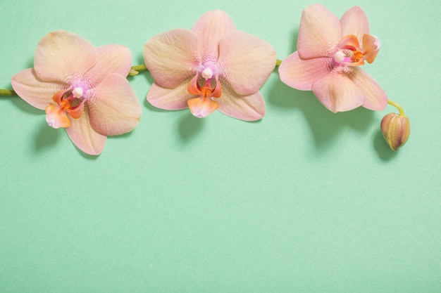 Orchidées sur fond vert