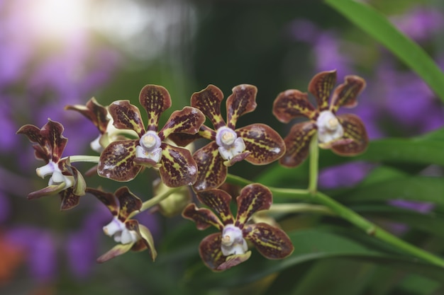 Orchidées hybrides à fleurs de Rhynchostylis brunes i