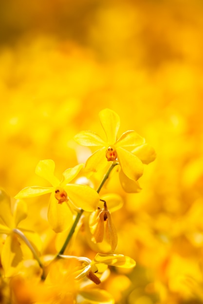 Photo orchidées jaunes dans le jardin