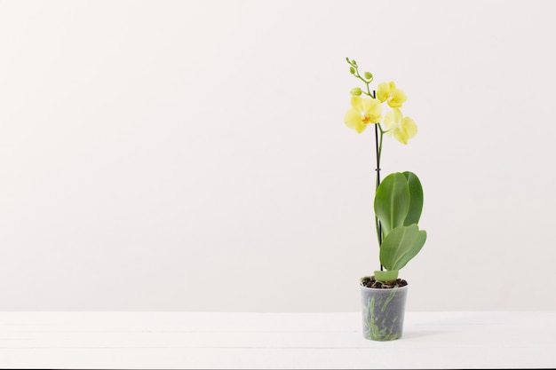 Orchidées jaunes en pot de fleurs dans un intérieur moderne blanc