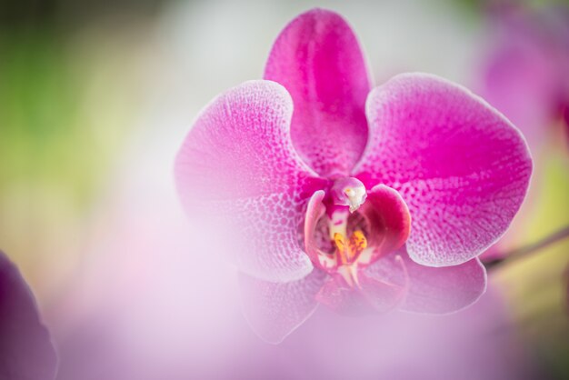 Orchidées de la lune pourpre