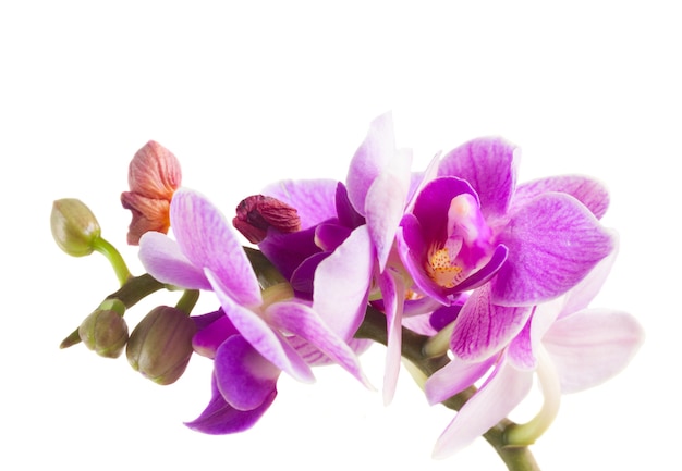 Orchidées mauves se bouchent