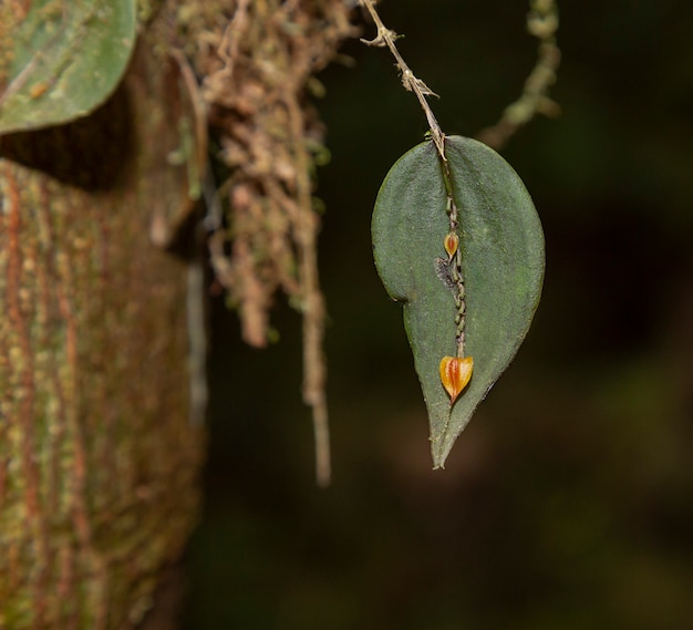 orchidées miniatures de la jungle