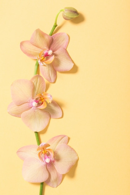 Orchidées sur mur orange