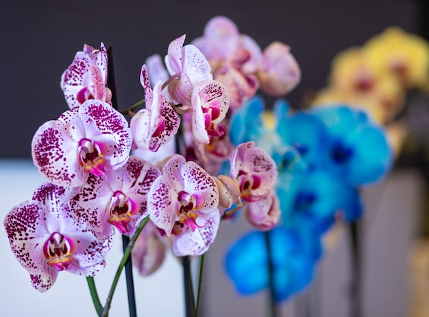 Photo orchidées papillon coloré, phalaenopsis dans le pot, gros plan d'orchidées peintes