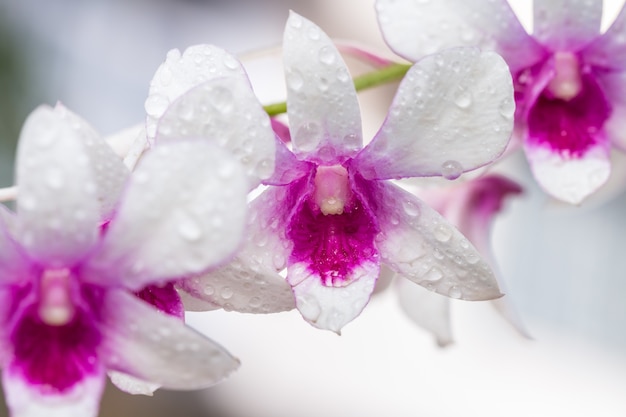 Orchidées pourpres blanches