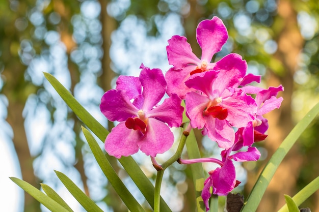 Orchidées pourpres, Mokara-Vanda.