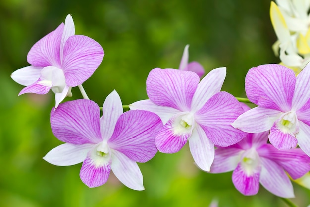 Orchidées pourpres qui fleurissent dans le jardin