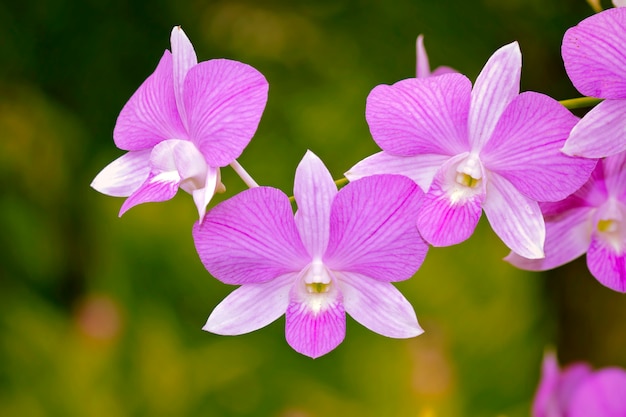 Orchidées pourpres qui fleurissent dans le jardin