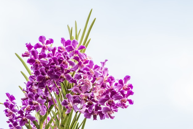 Orchidées pourpres