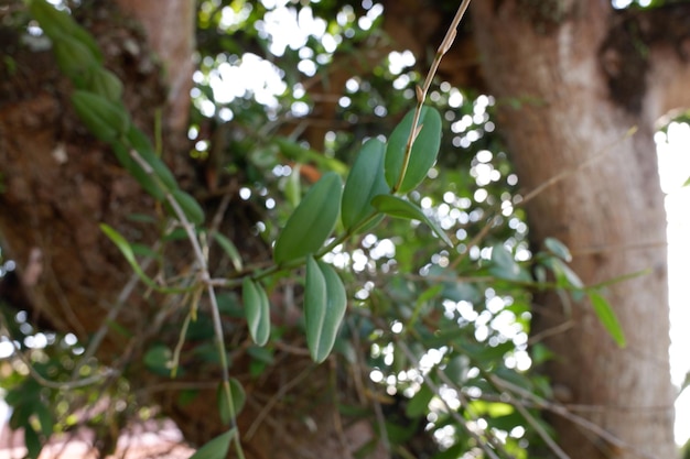 Photo des orchidées poussent sur des arbres dans le jardin.