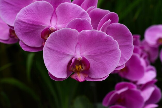 Orchidées roses dans le jardin