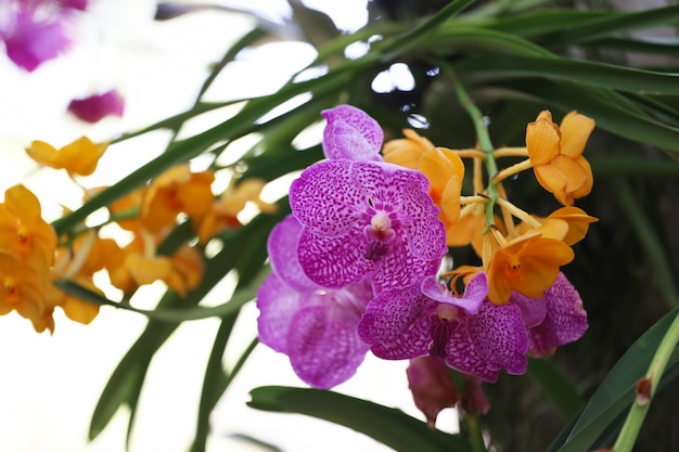 Les orchidées roses fleurissent dans le jardin fleuri.