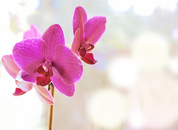 Orchidées roses en fleurs sur fond blanc