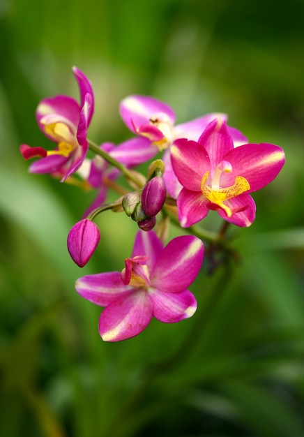 Orchidées roses sur vert