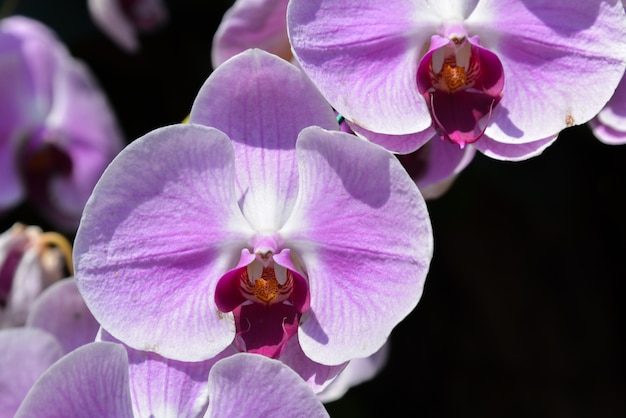 Photo orchidées roses