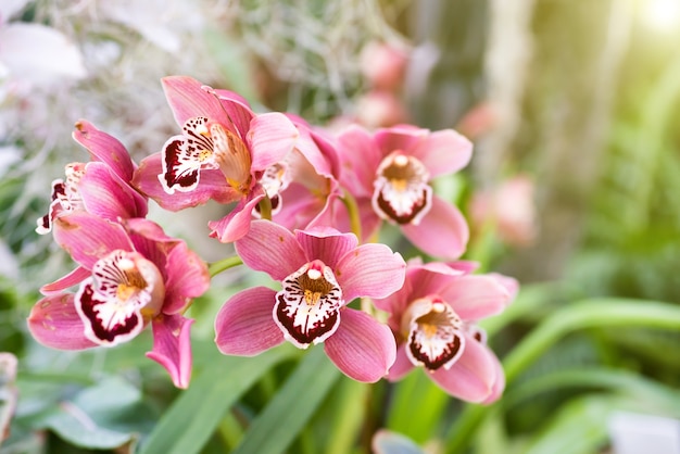 Orchidées rouges dans une forêt tropicale sauvage. Belles fleurs de printemps avec fond vert tendre