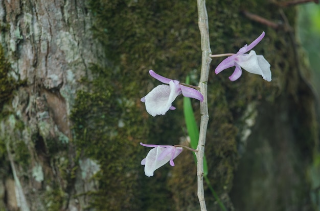 Orchidées sauvages dans la forêt de Thaïlande