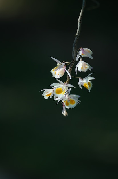 Orchidées sauvages dans la forêt de Thaïlande