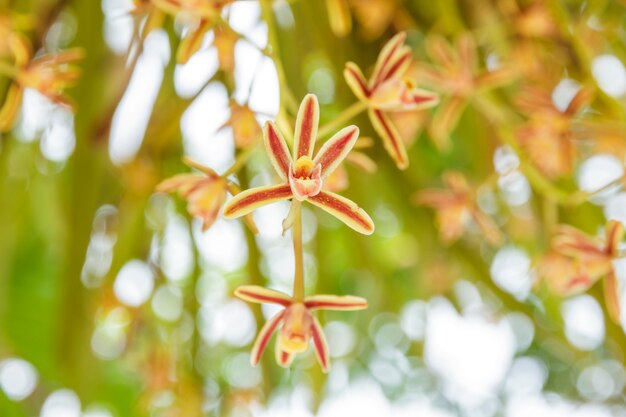 Orchidées sauvages en été