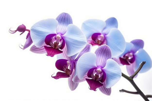 Les orchidées sont un symbole d'amour et de bonheur.