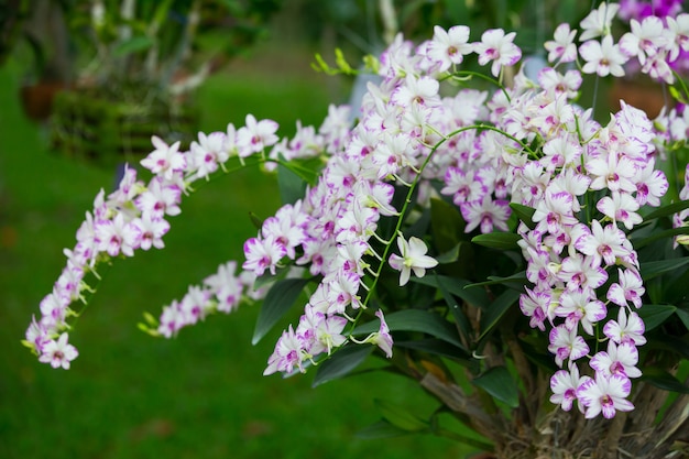 orchidées violettes dans le jardin